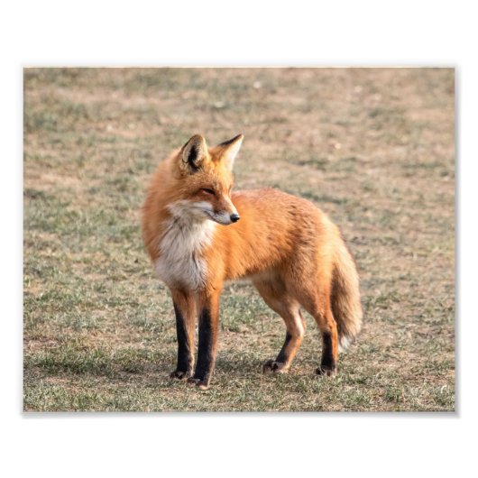 10x8 Red Fox in einem Feld Fotodruck (Vorne)