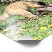 10x8 Red Fox Kits spielen Fotodruck (Ecke)