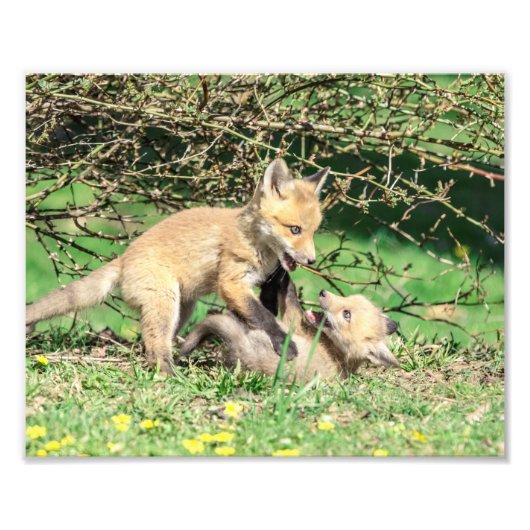 10x8 Red Fox Kits spielen Fotodruck (Vorne)