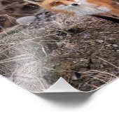 10x8 Red Fox nah und persönlich Fotodruck (Ecke)