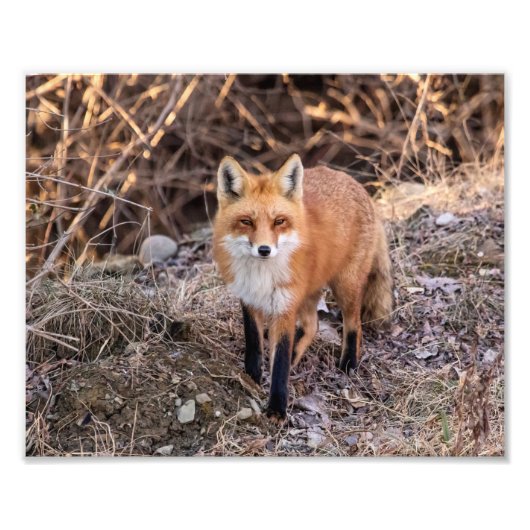 10x8 Red Fox nah und persönlich Fotodruck (Vorne)