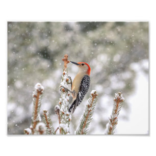 10x8 Rotbauchspecht im Schnee Fotodruck