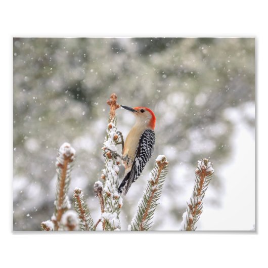 10x8 Rotbauchspecht im Schnee Fotodruck (Vorne)