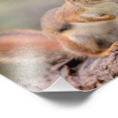 10x8 Rotes Eichhörnchen Fotodruck (Ecke)
