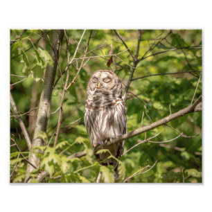 10x8 Schlampe Fotodruck