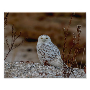 10x8 Schneeeule sitzt auf einem Felsen Fotodruck