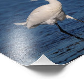 10x8 Snowy Egret auf North Beach Fotodruck (Ecke)