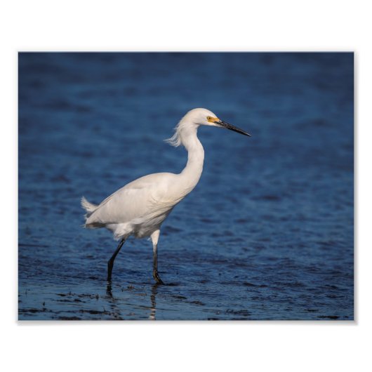 10x8 Snowy Egret auf North Beach Fotodruck (Vorne)