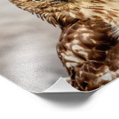 10x8 Ungetümliche Rotschwanzfalken auf dem Boden Fotodruck (Ecke)