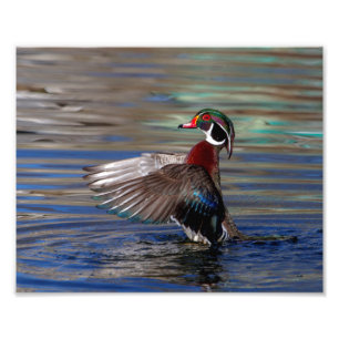 10x8 Wing Flapping Wood Duck Fotodruck