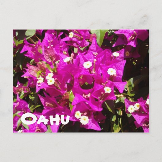 110, Oahu Postkarte (Vorderseite)