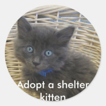112907 Petfinder 028, Adoptier eines Junghüttenkit
