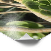 11"x14" Aeonium Fotodruck (Ecke)