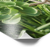 11"x14" Aeonium Fotodruck (Ecke)