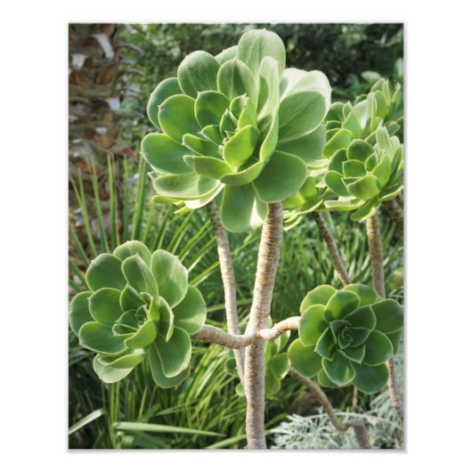 11"x14" Aeonium Fotodruck (Vorne)