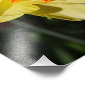 11"x14" affodil fotodruck (Ecke)