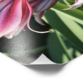 11"x14" Crinum Lily Fotodruck (Ecke)