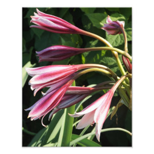 11"x14" Crinum Lily Fotodruck