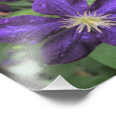 11 "x14" Lila Clematis Fotodruck (Ecke)