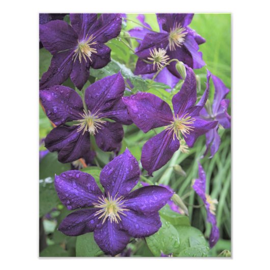 11 "x14" Lila Clematis Fotodruck (Vorne)