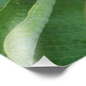 11"x14" Milkweed Fotodruck (Ecke)