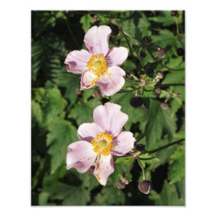 11"x14" rosa Anemonen Fotodruck