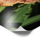 11"x14"-Taglilie Fotodruck (Ecke)