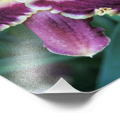 11"x14" Taglilie Fotodruck (Ecke)