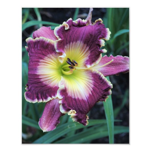 11"x14" Taglilie Fotodruck (Vorne)