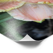 11"x14"-Taglilie Fotodruck (Ecke)