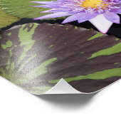 11"x14" Wasserlilien Fotodruck (Ecke)