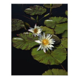 11"x14" Wasserlilien Fotodruck