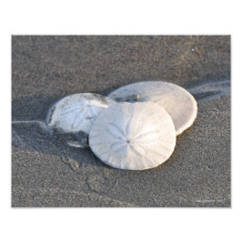11X14 A Trio von SandDollars Fotodruck