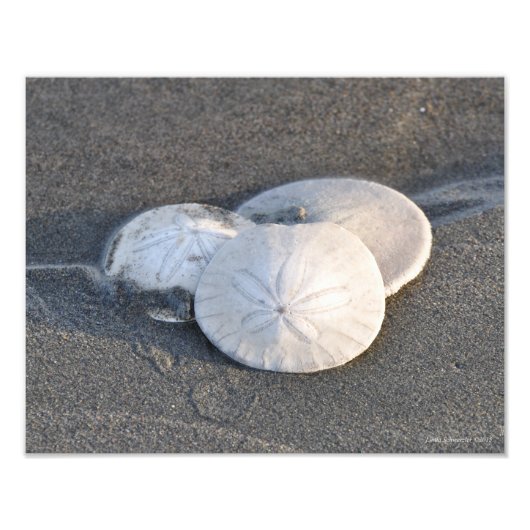 11X14 A Trio von SandDollars Fotodruck (Vorne)