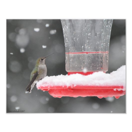 11X14 Anna's Hummingbird im Schnee Fotodruck (Vorne)