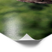 11x14 Bald-Adler auf einem Zweig Fotodruck (Ecke)