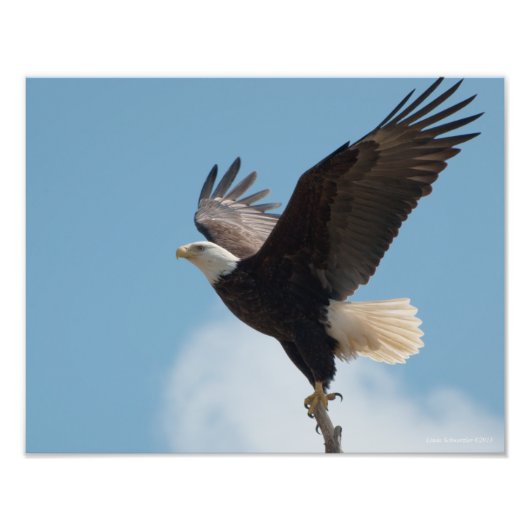 11X14 Bald Adler fliegen! Fotodruck (Vorne)