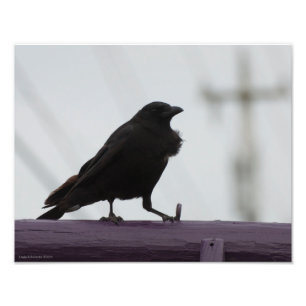 11X14 Crow auf Lila Fotodruck