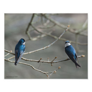 11X14 Ein Paar Bäume Schwalben Fotodruck