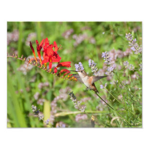 11X14 Hummingbird Lovers Freude Fotodruck