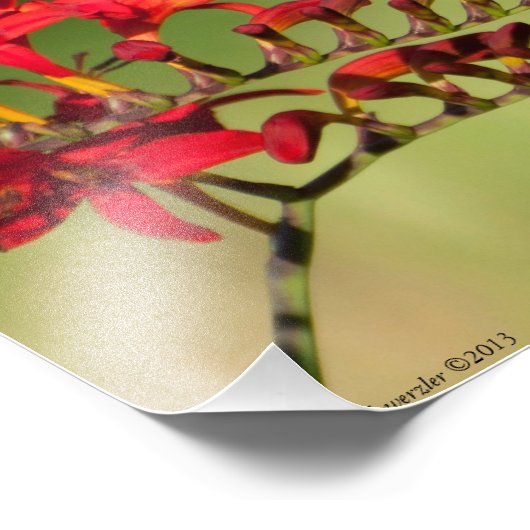 11X14 Hummingbird Lovers Freude Fotodruck (Ecke)