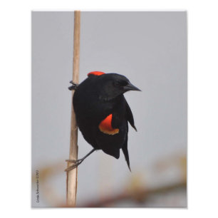 11X14 Male Red Winged Blackbird Fotodruck