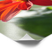 11X14 Monarchschmetterling auf der mexikanischen S Fotodruck (Ecke)