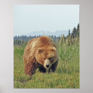 11x14 Plakatpapier (Matte) aus Grizzlybär Poster