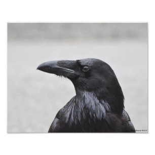 11X14 Raven the Magnificent! Fotodruck