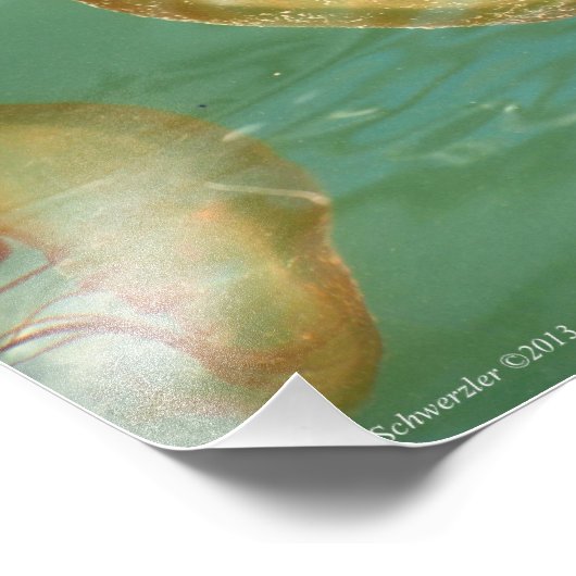 11X14 Seeschwalbe Fotodruck (Ecke)