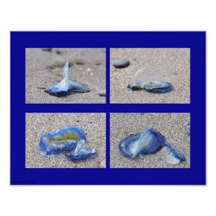 11X14 Velella Jellyfish Fotodruck