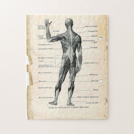 11x14 Vintage Anatomie-Buchseiten Puzzle (Vertikal)