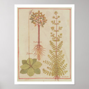 12322 f.180v Plantain, marjoram und mandrake, f Poster