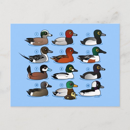 12 Enten Postkarte (Vorderseite)